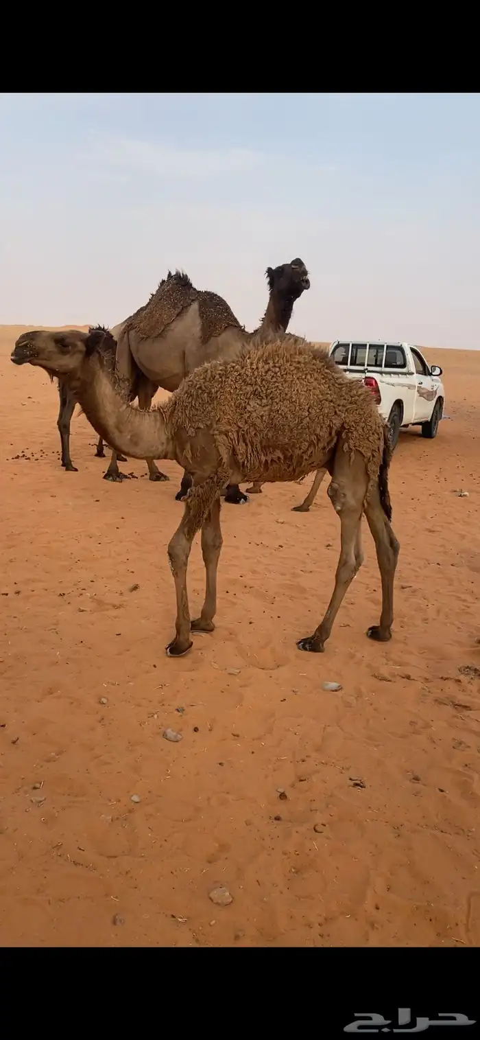 قعود لباني للبيع ال 1