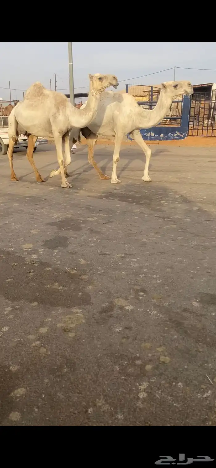 خفت مبيوعات عيالهن 0