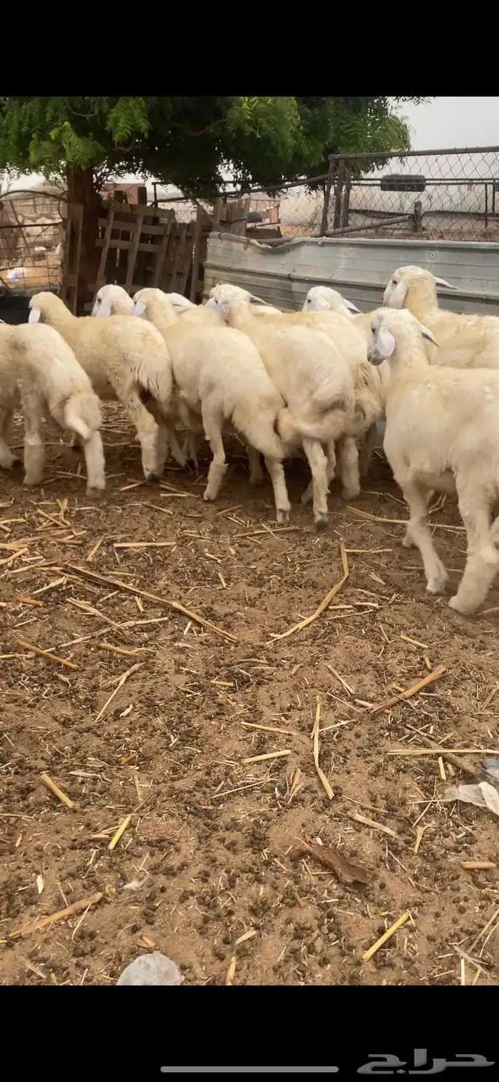 طليان ذبايح 4