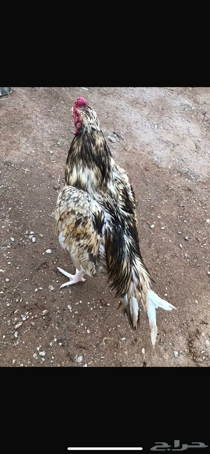 ميوالي 1