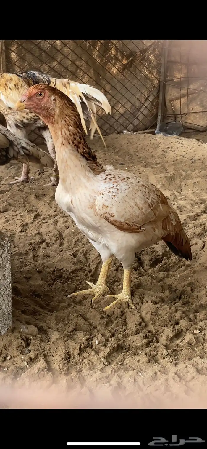 ميوالي 2