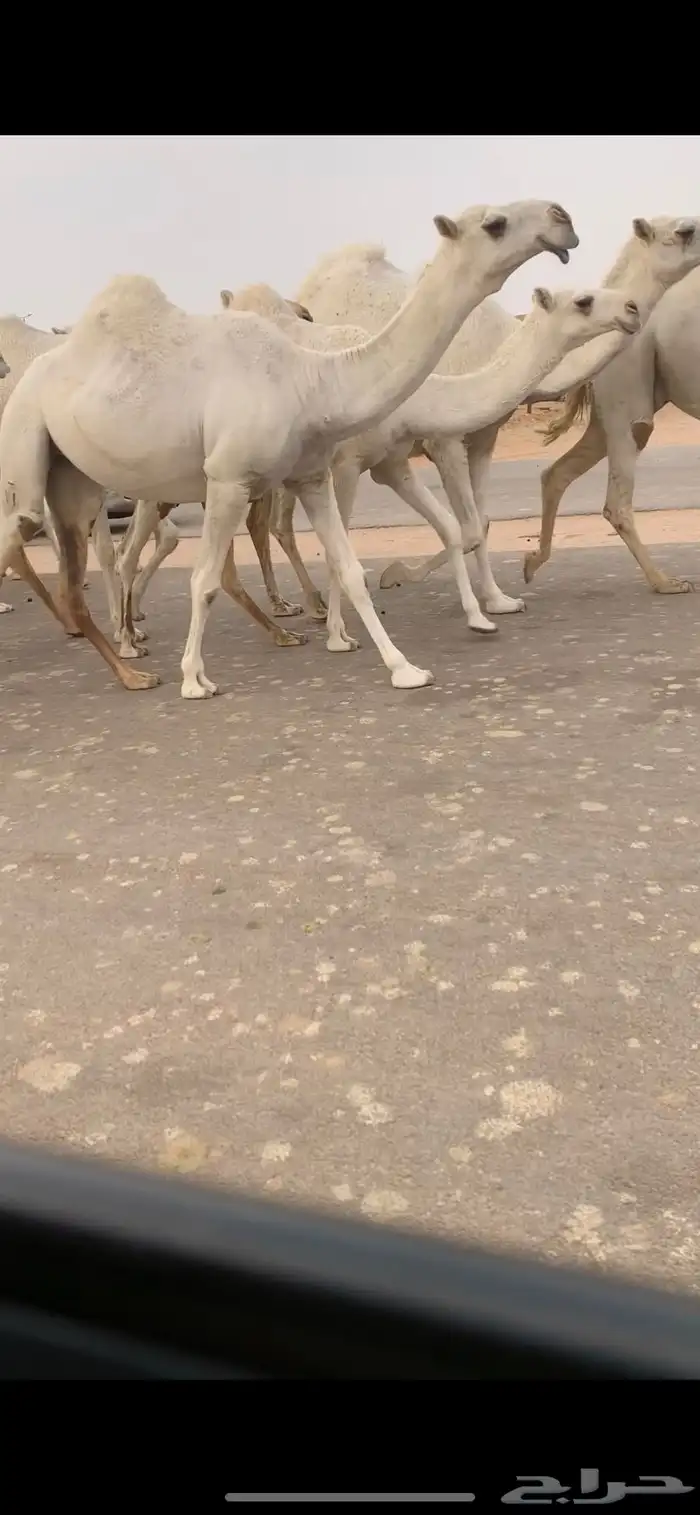 بكره باتليه وضحى كفو 2