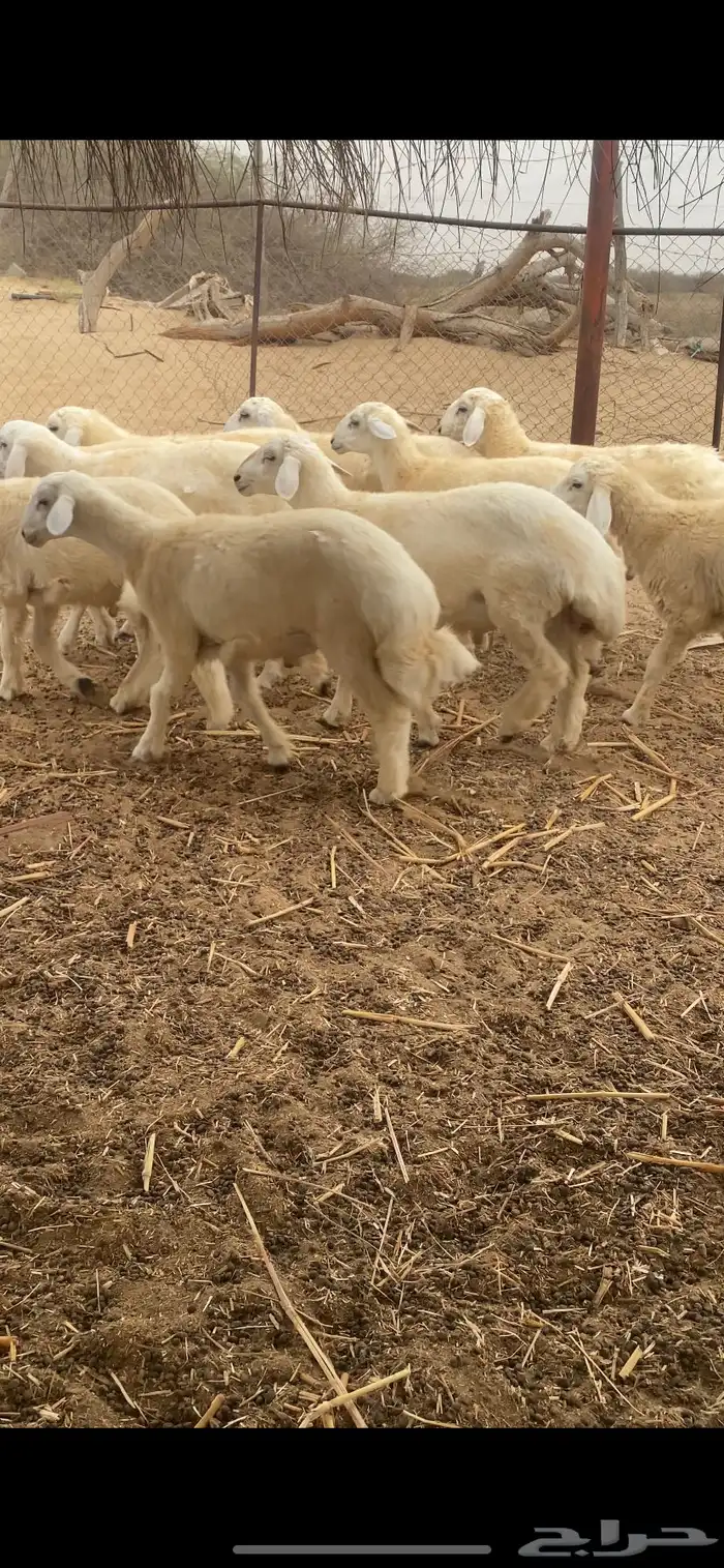 طليان ذبايح 8