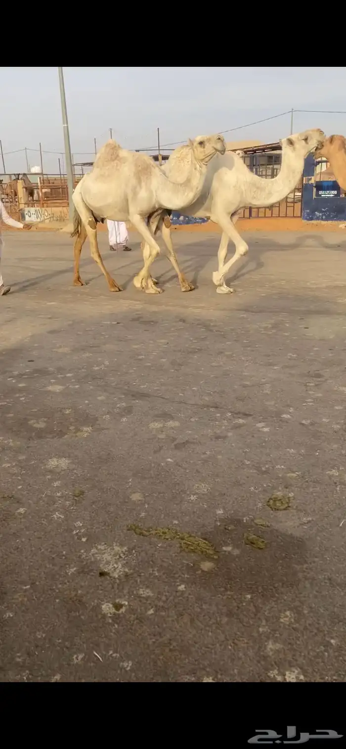 خفت مبيوعات عيالهن 2