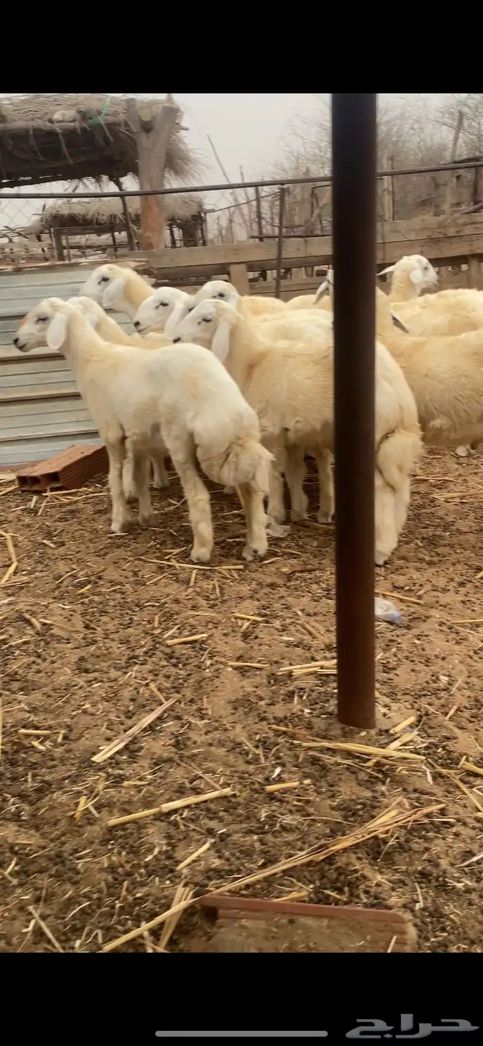 طليان ذبايح 0