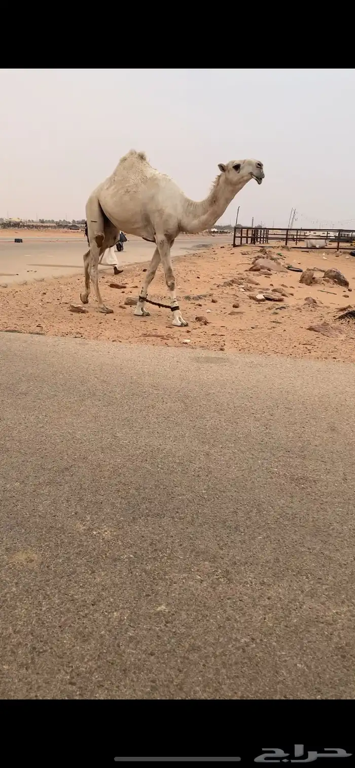 قعود جذع اوضح حيسوني 0