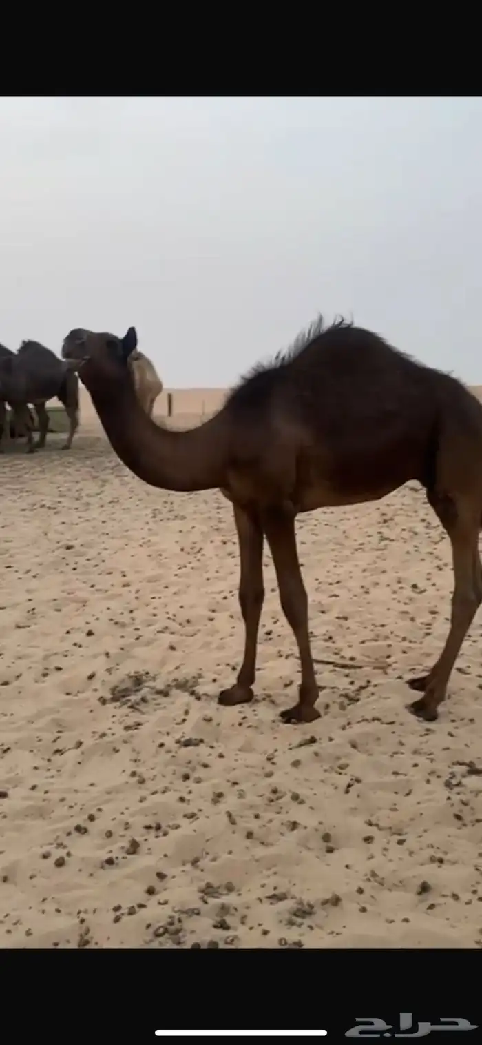 للبيع قصب قعودين مجاهيم 1