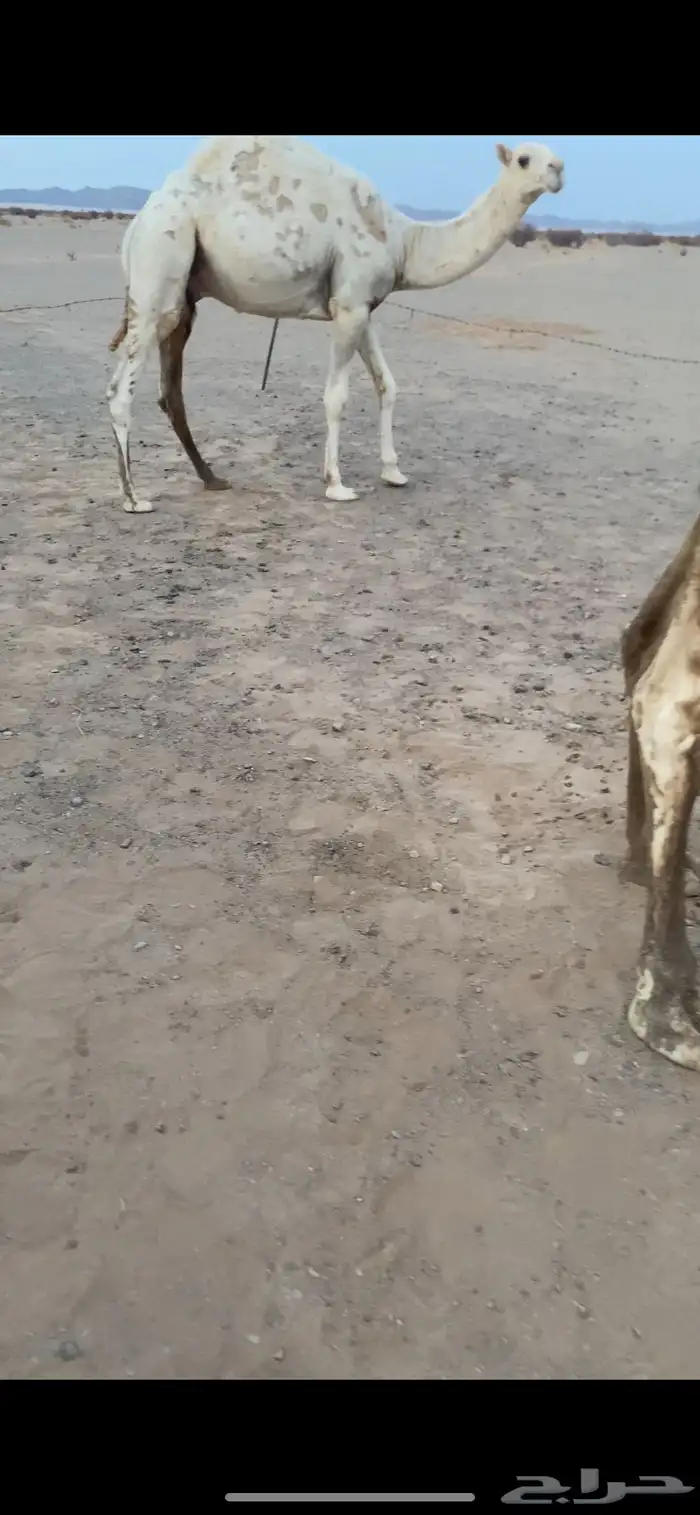 قعود قصب 2