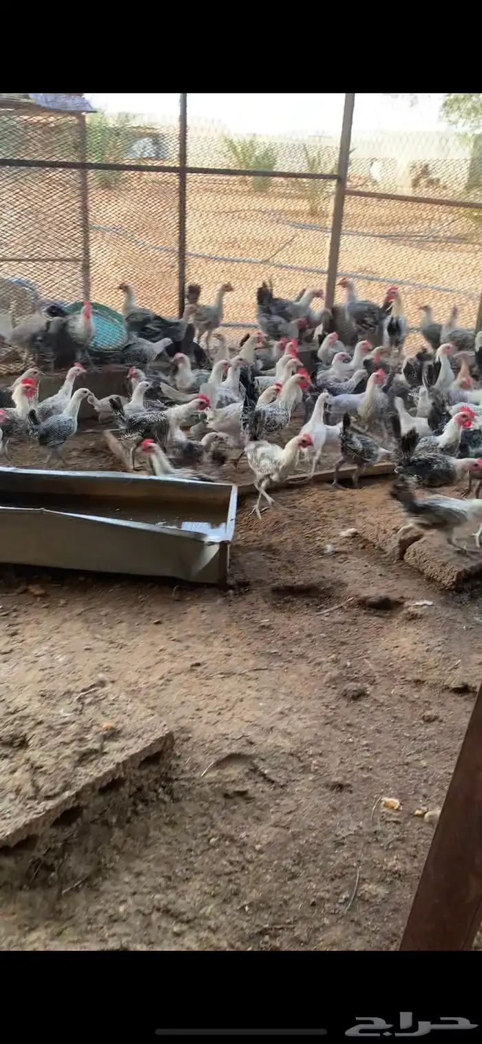 دجاج فيومي 0