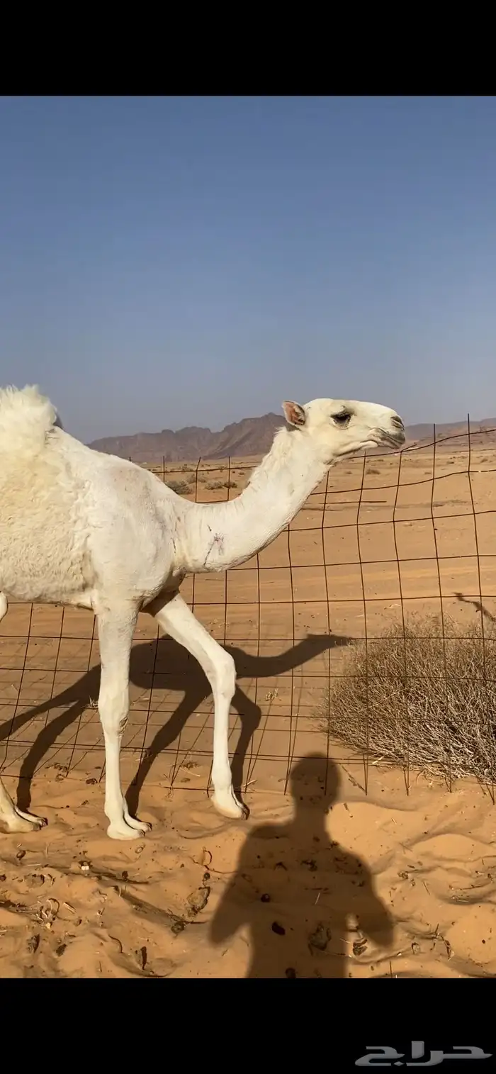 السلام عليكم بكره للبيع عليانيه ساسها على زمول سلطان الكبير 1