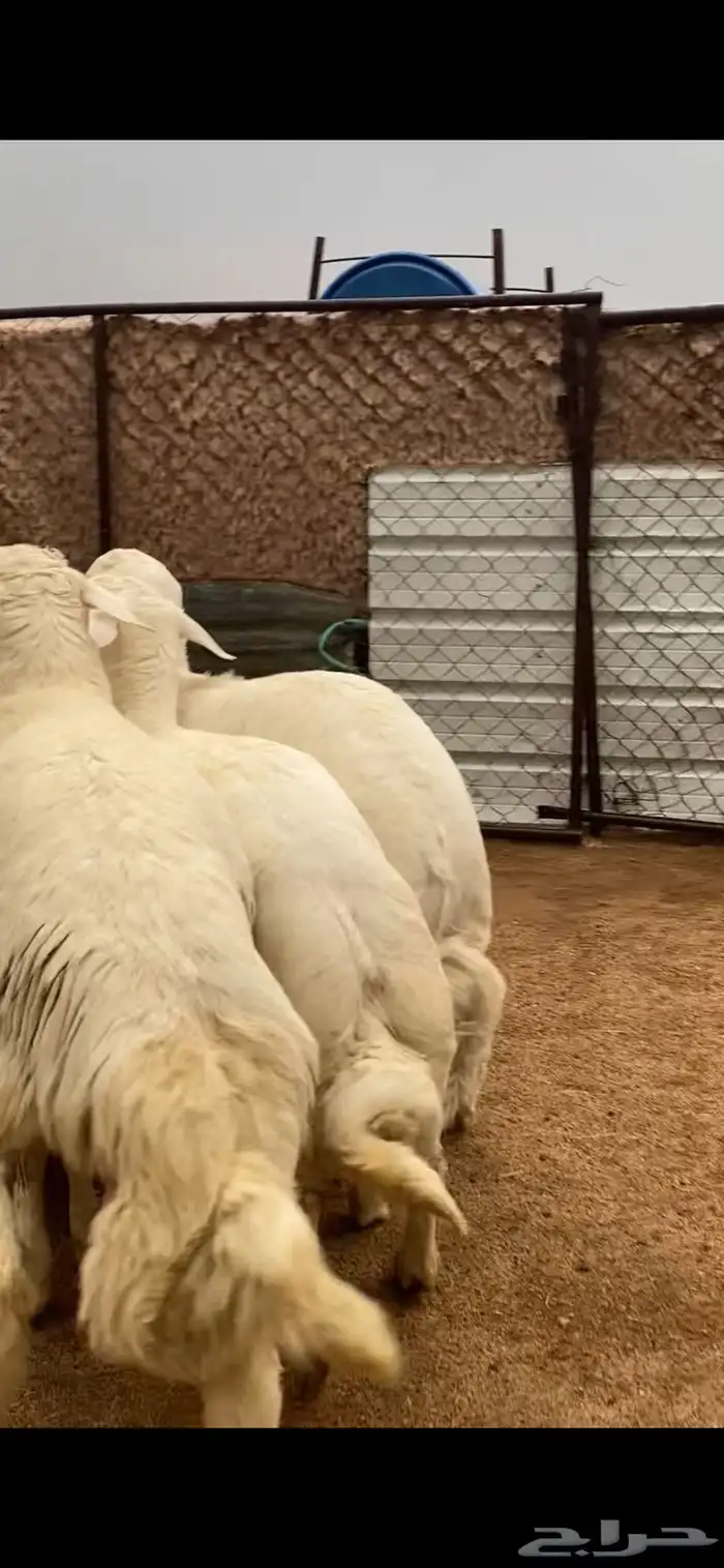 6 خرفان ورخل كفو كفو جبرات 6