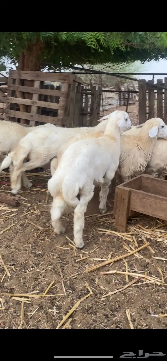 طليان ذبايح 6