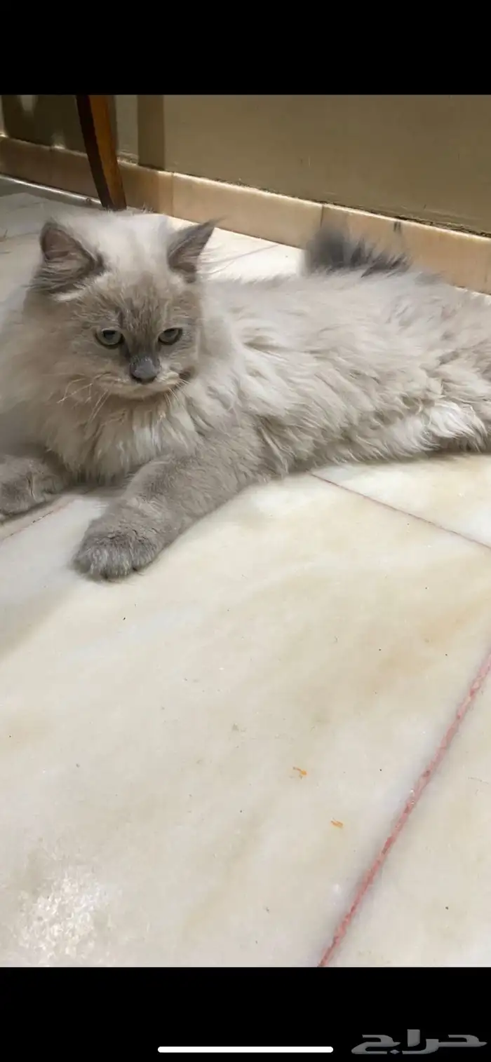قط ذكر للتبني 0