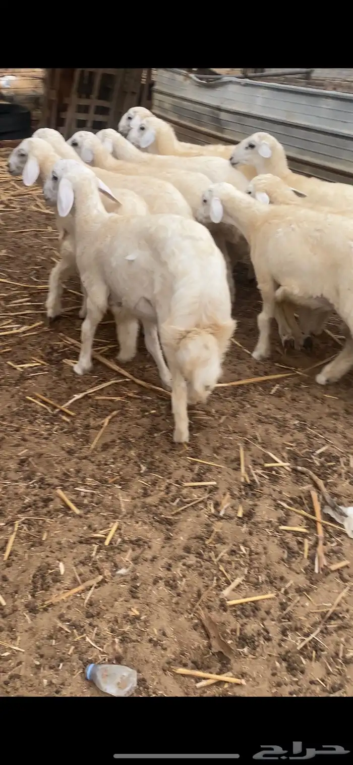 طليان ذبايح 9