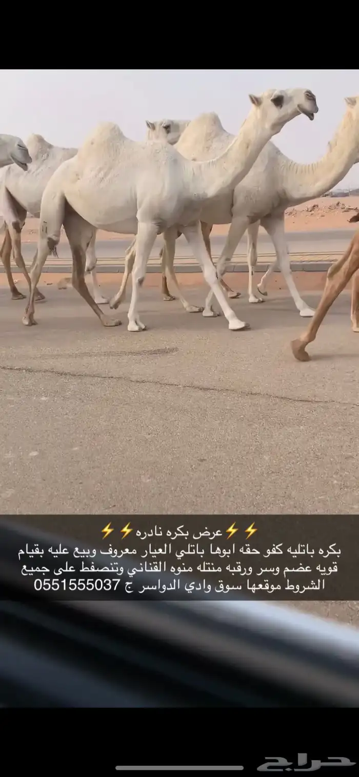 بكره باتليه وضحى كفو 1