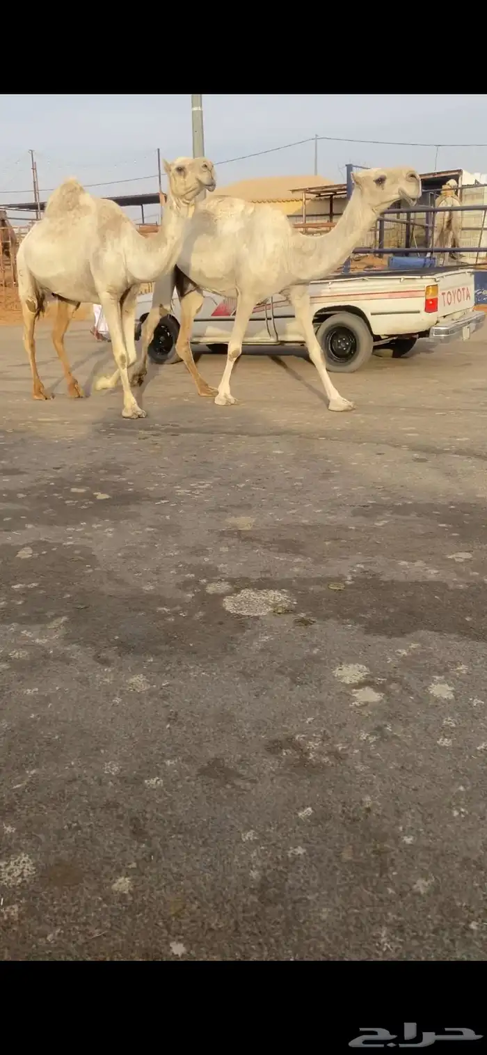 خفت مبيوعات عيالهن 4