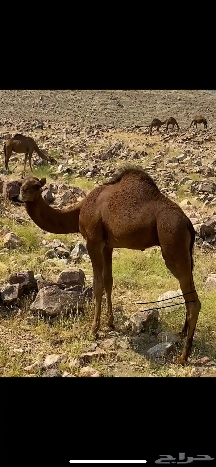 قعود ساحلي مشروع فحل 0