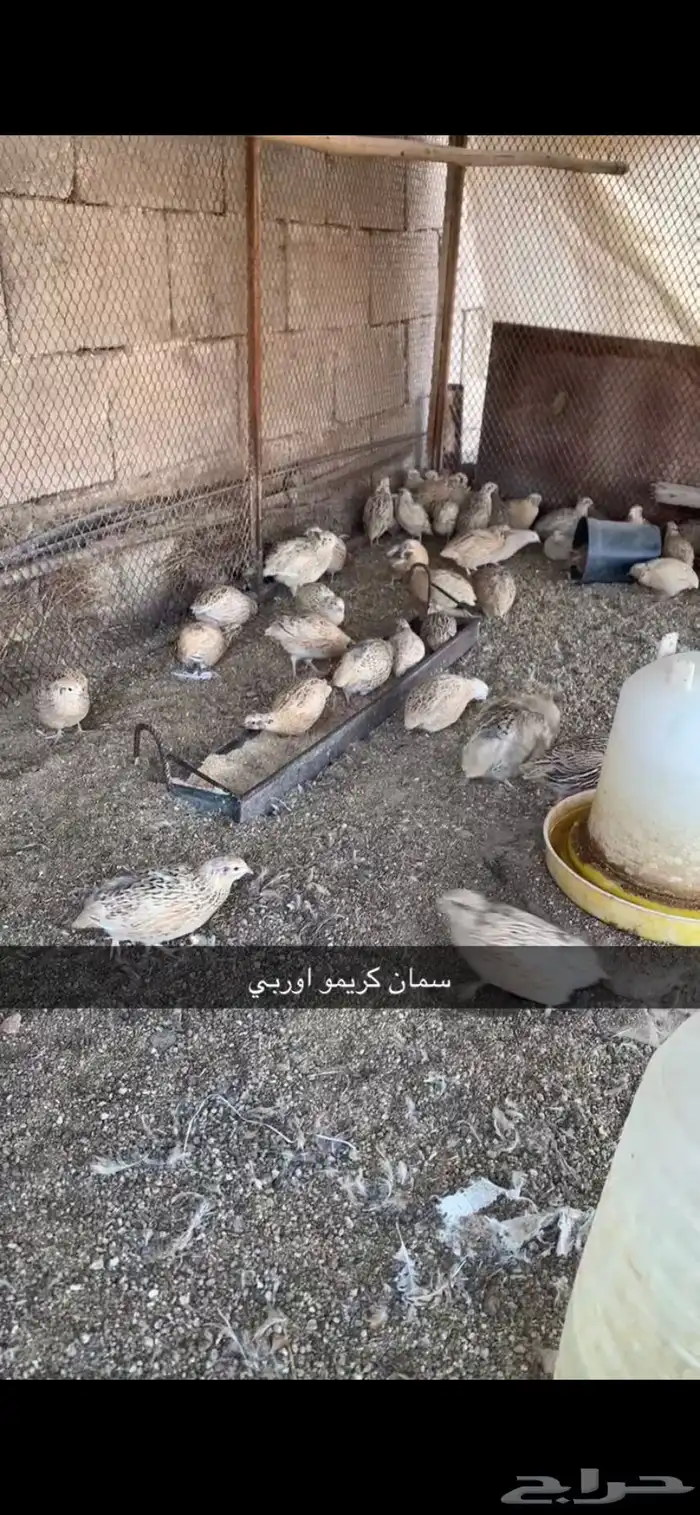 سمان ودجاج 1