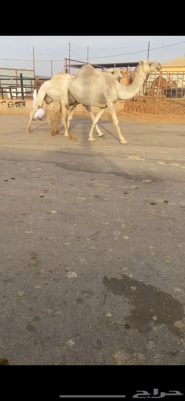 خفت مبيوعات عيالهن 3