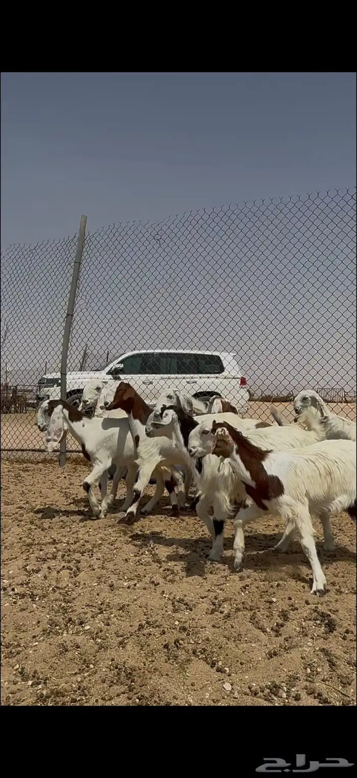 مصريات جم بدون قرون فاااخره 1