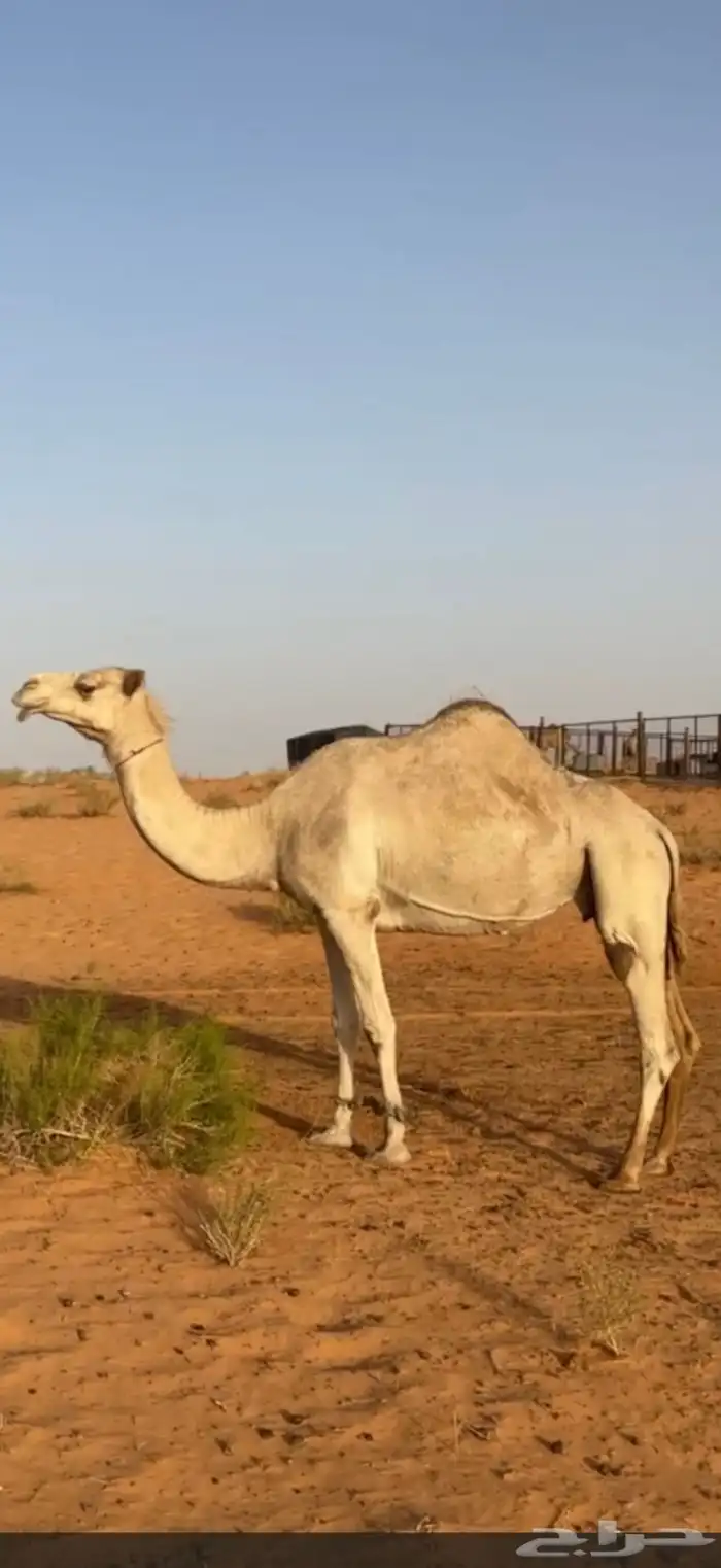 للبيع ناقه هجن 1