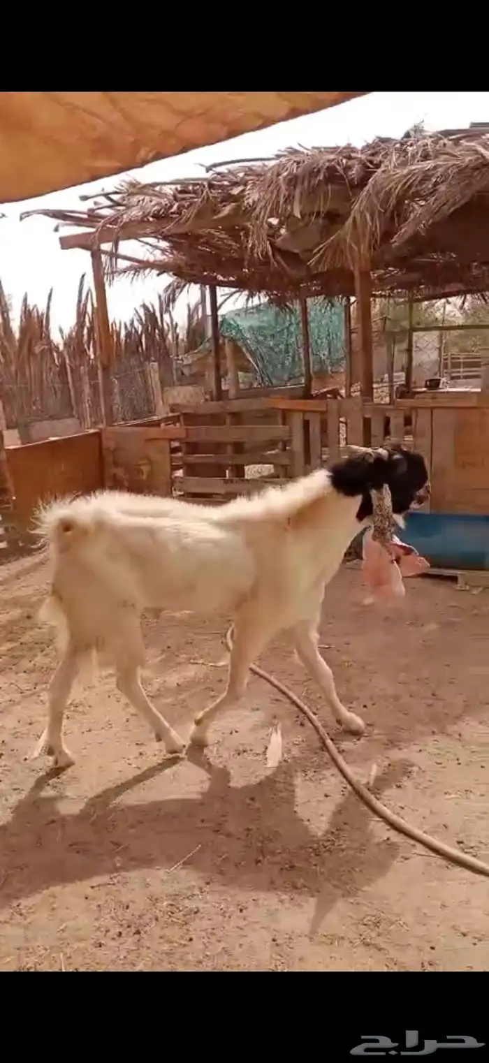 معزا هولنديه 3