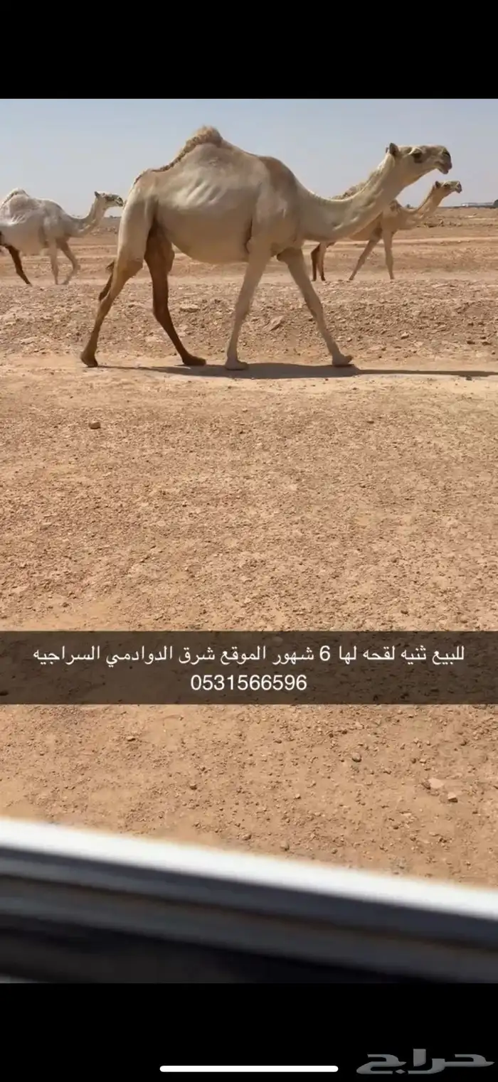 للبيع ثنيه لقحه الدوادمي 3