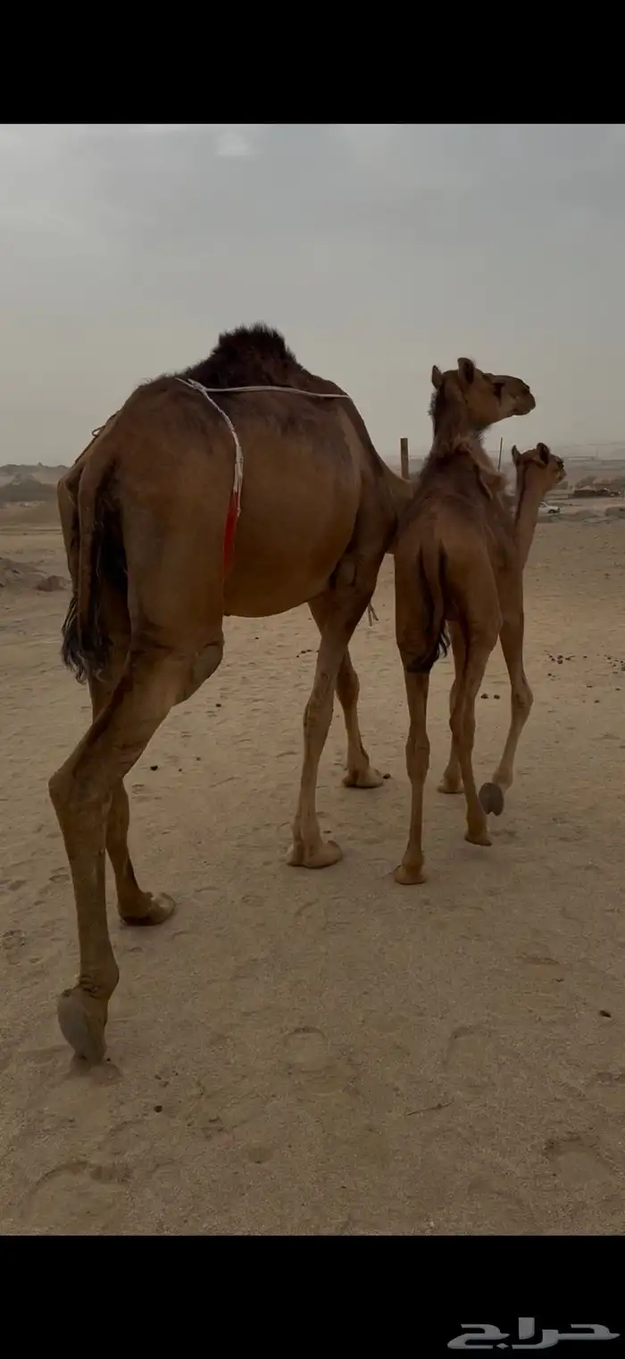 بكرة معها بكرة حمراء دم 1