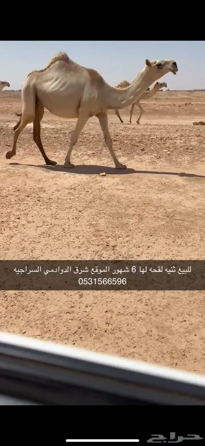 للبيع ثنيه لقحه الدوادمي 1