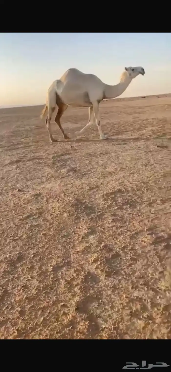 لقحه وضحاء علا جميع الشروط 1