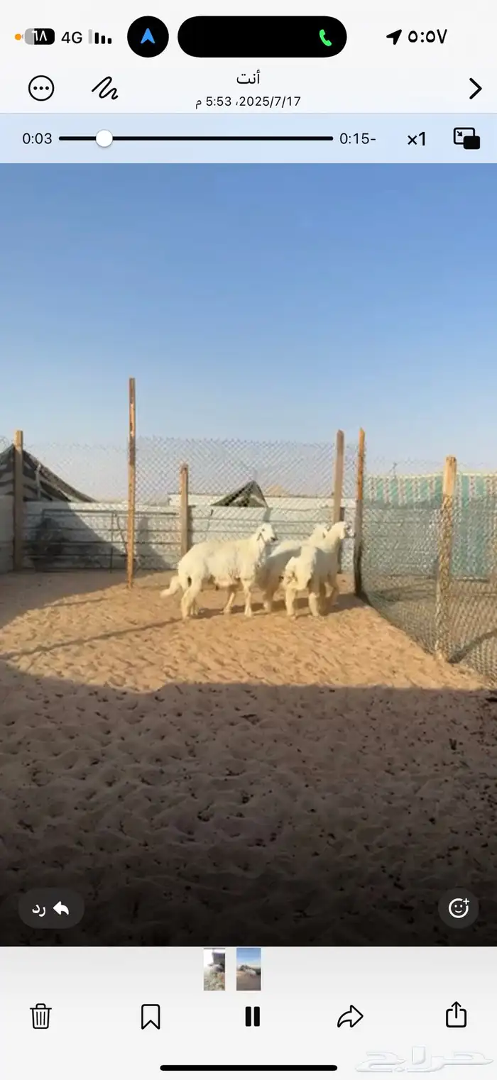 ذبايح حري ونعيم سواكن 7