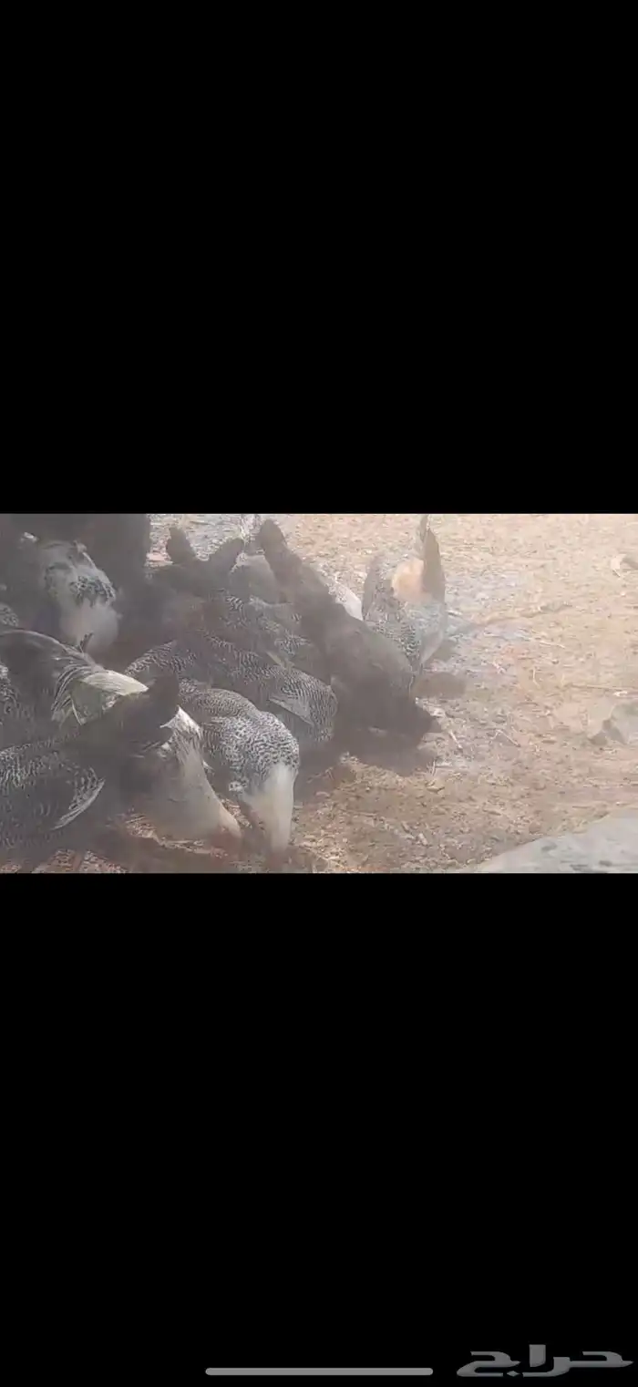 دجاج فيومي بياض 1