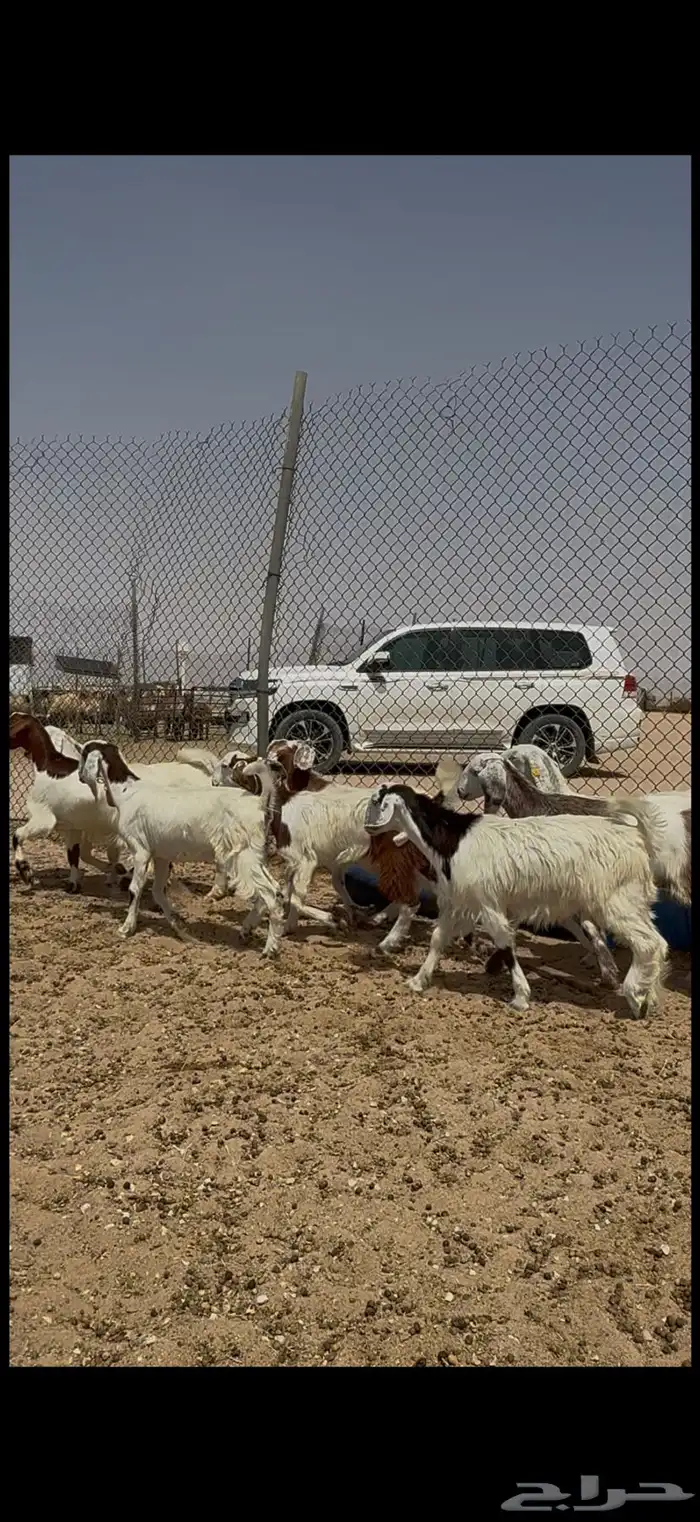 مصريات جم بدون قرون فاااخره 7
