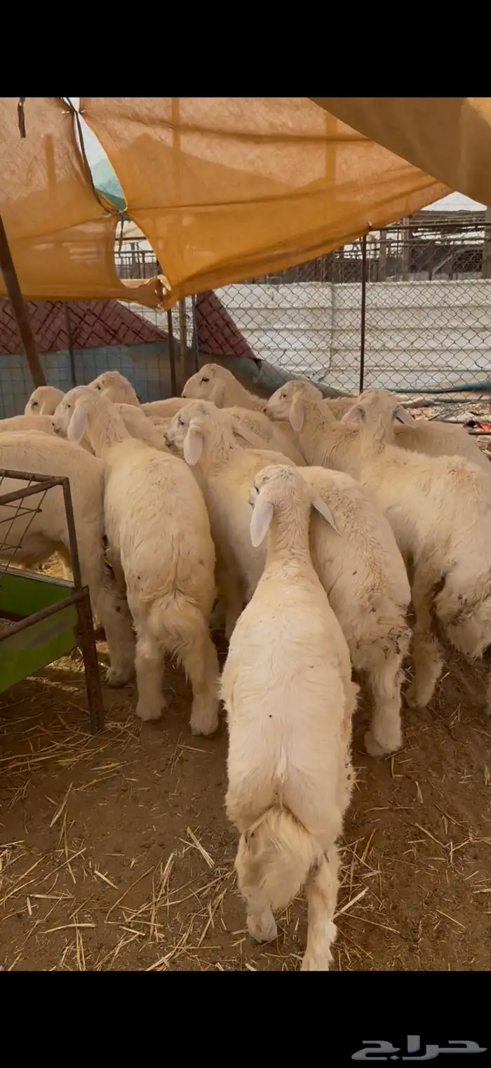 ذبيحه ذبايح حري نعيمي تيس 4