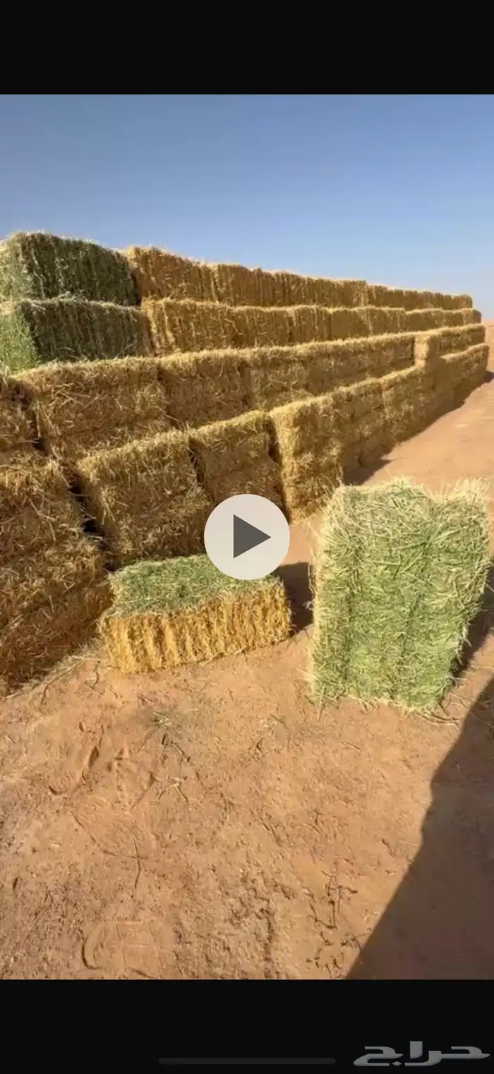 برسيم صافي شد 80 و 85 0