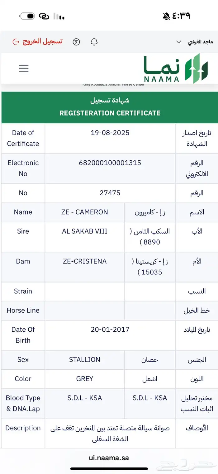 حصان عربي واهو للبيع 2