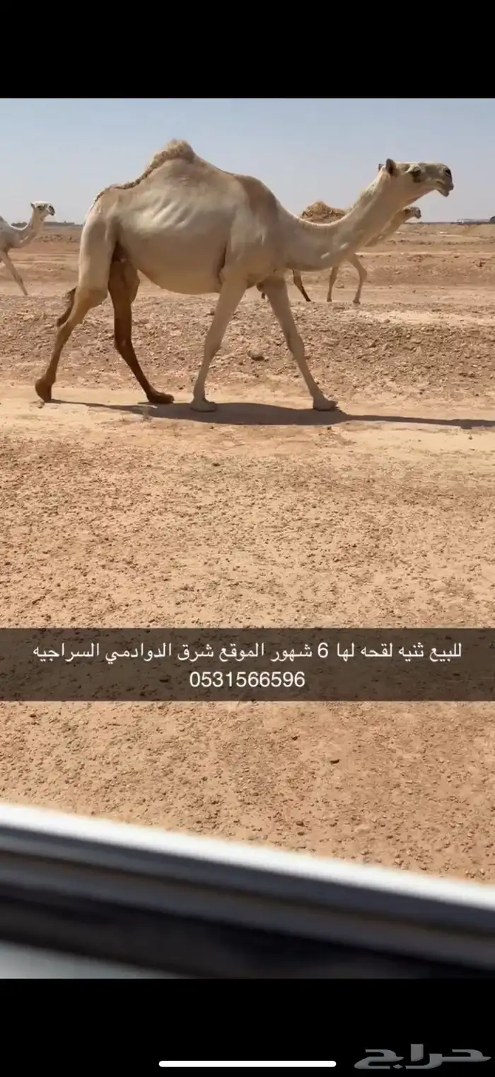 للبيع ثنيه لقحه الدوادمي 2
