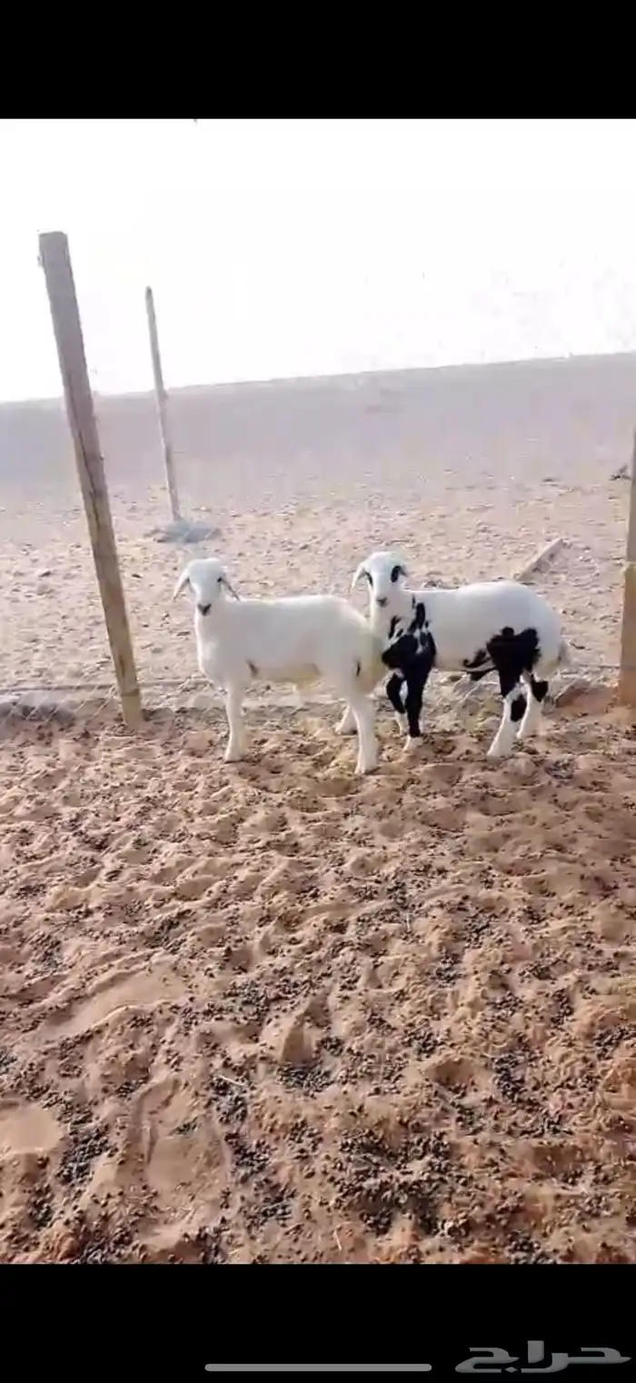بهم حري مشروك 2