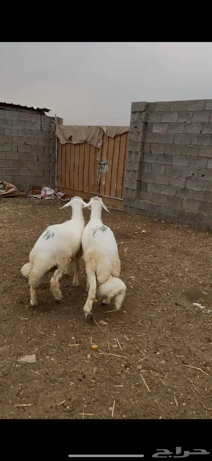 خرفان جبره للبيع 0