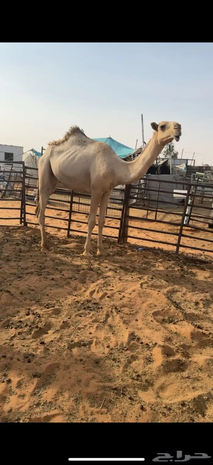 بكره غييثيه شقحاء 0