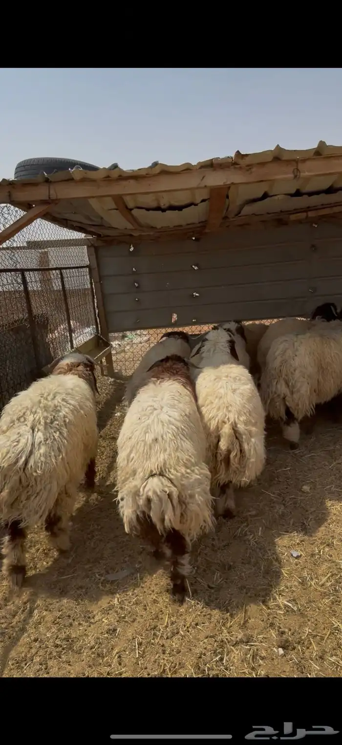 ذبيحه ذبايح حري نعيمي تيس 3