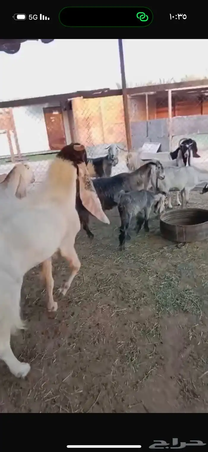 معزا هولنديه ومعزا عوارض 1