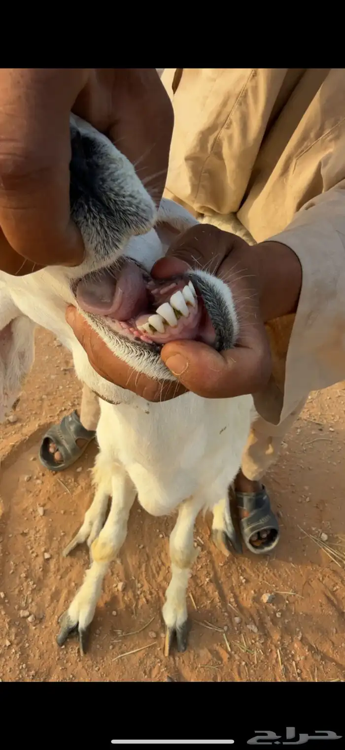 خروف حري للبيع 3