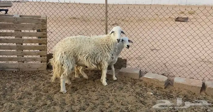 خروف ثني مشروط 2