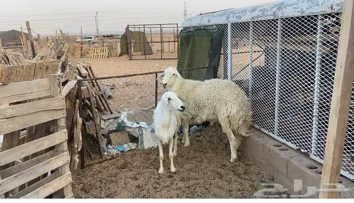 خروف ثني مشروط 1