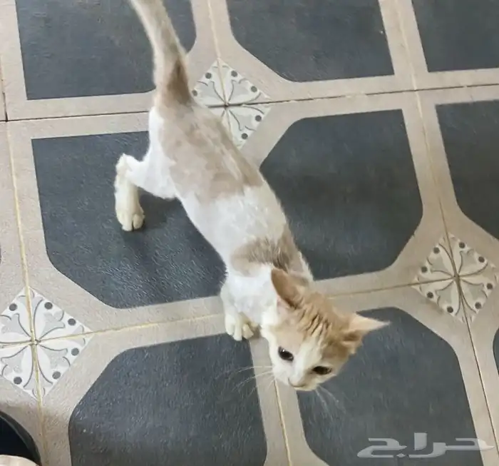 قط للتبني 1