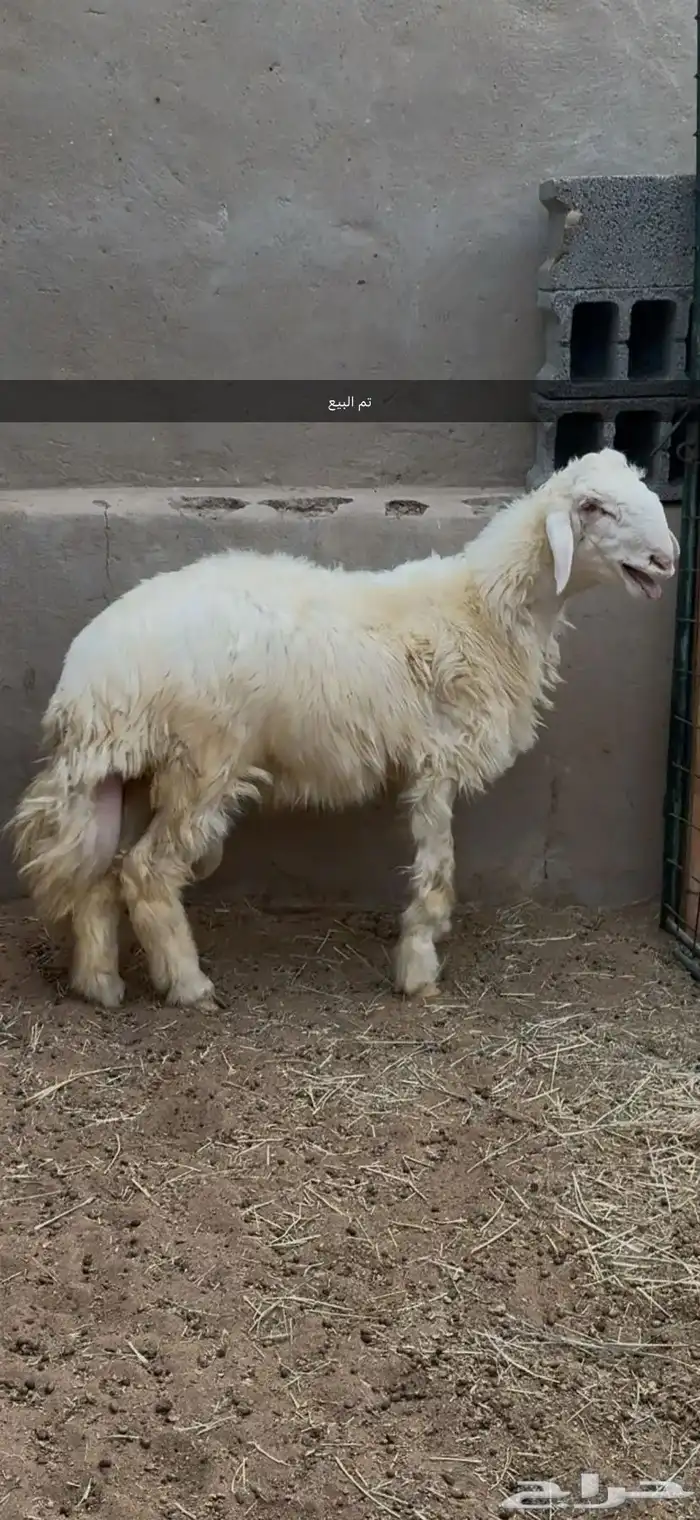 طلي نجدي جبر تم البيع الله يبارك للمشتري 0