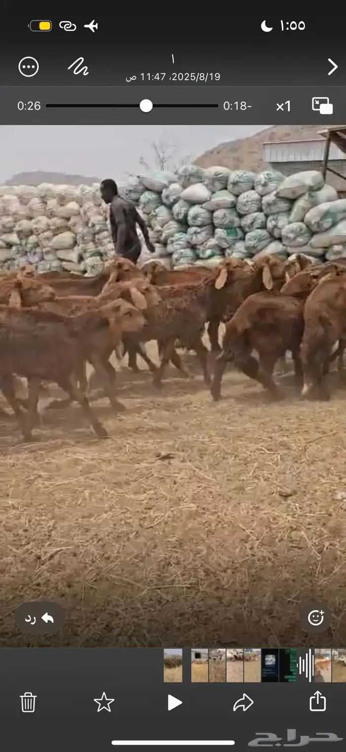 سوكان حمريه 0