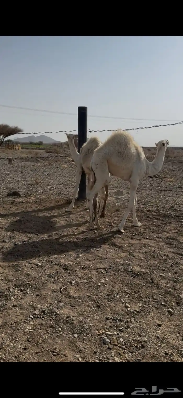 البيع حشوا قعدان. اعماره من 5 وفوق. 1