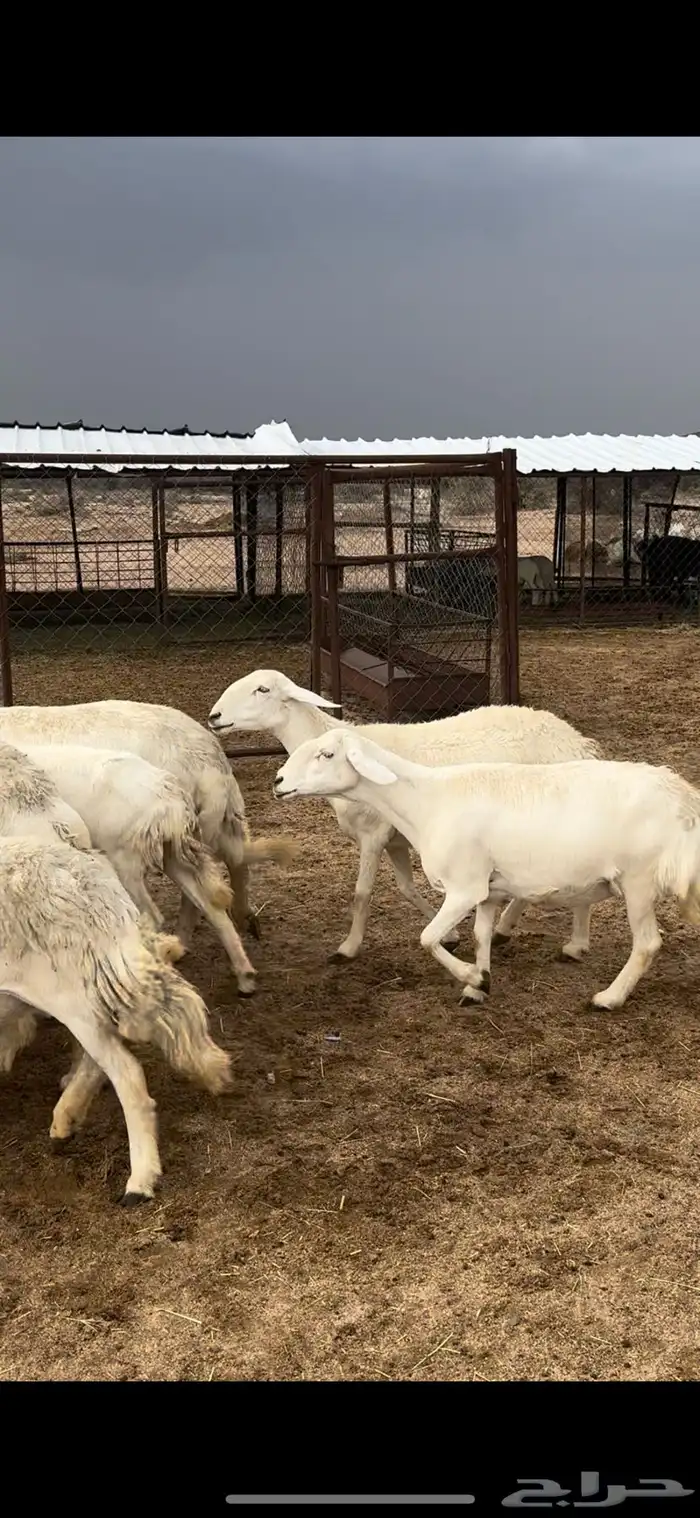 تم البييع 2